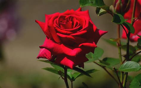 Beautiful Rose Wallpapers HD (62+ images)