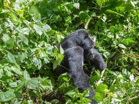 Uganda Gorilla Trekking-What To Expect