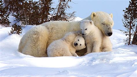 Picture perfect polar bear family chills out in the snow – Artofit