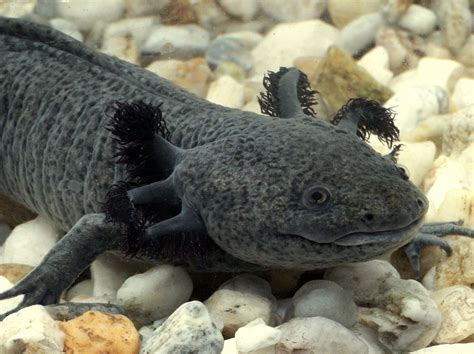 Axolotl (Ambystoma mexicanum) in Captivity