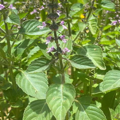 Holy Basil plant - flowers and leaves