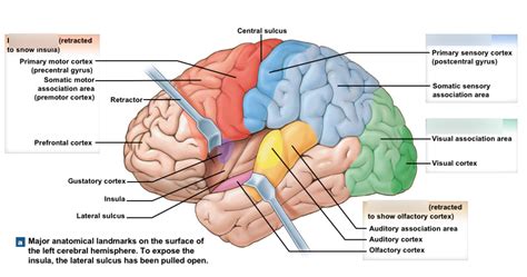 Brain Lobes Diagram | Quizlet