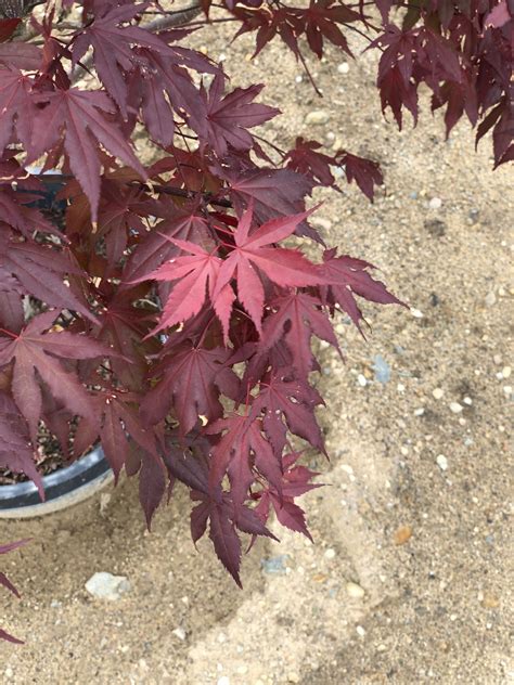 Japanese Maple (Purple Ghost) — The Cottage Gardens Lansing