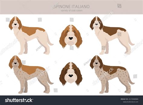 Spinone Italiano Coat Colors Different Poses Stock Vector (Royalty Free ...