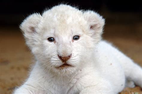 White lion cub stock image. Image of solitary, panthera - 483207