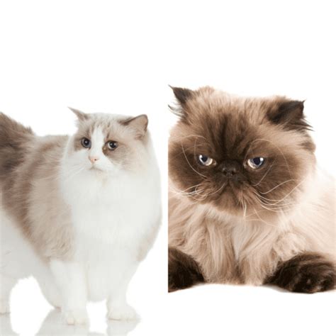 Himalayan Ragdoll Cat: All You Need To Know | ThatCatBlog