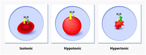 Describe Isotonic Hypertonic and Hypotonic Solutions