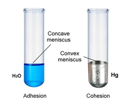 Meniscus Diagram | Quizlet