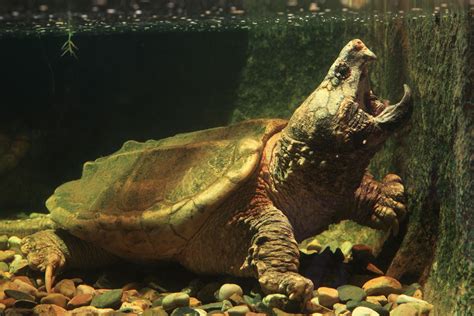 Alligator snapping turtle | Size, Habitat, Diet, & Facts | Britannica