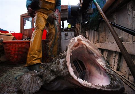 15 Terrifying Things In The Ocean, Because 'Jaws' Has Nothing On These ...