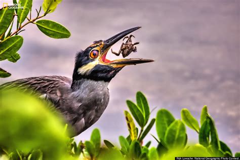 Bird Prey Wildlife Photography By Rick Loesche 3