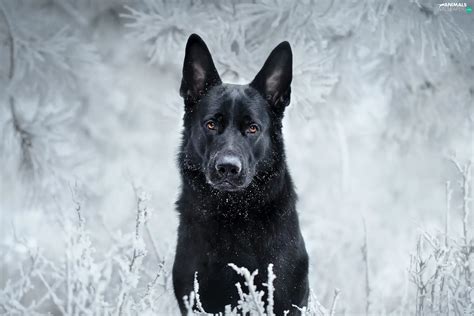 dog, winter, snow, German Shepherd - Animals wallpapers: 2048x1366