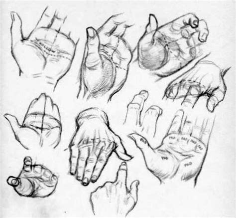 Hand Anatomy Drawing at GetDrawings | Free download