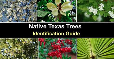 18 Native Texas Trees (With Pictures) - Identification Guide