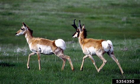 Pronghorn - Antilocapra americana - NatureWorks