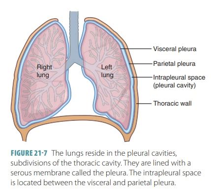 Visceral Pleura