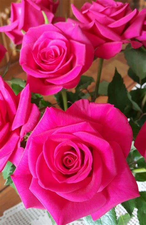 Cerise pink roses... so beautiful! | Rose flower photos, Beautiful rose ...