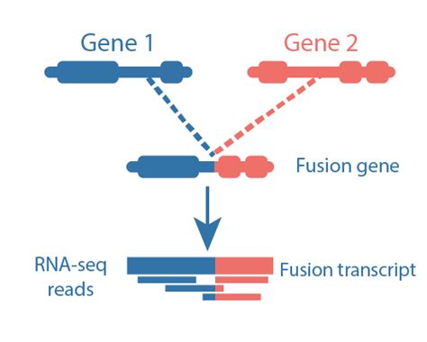 Fusion gene detection