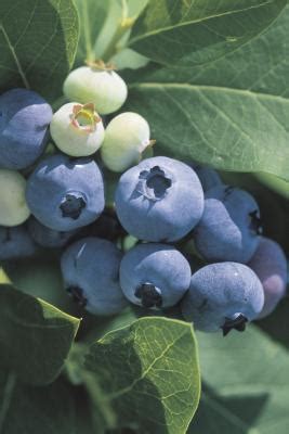 6 Super Antioxidant Series: Bilberry vs. Blueberry – OptiHealth Products