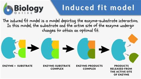 Enzyme - Definition and Examples - Biology Online Dictionary