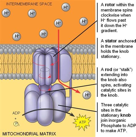 ATP_synthase.html 09_14ATPSynthase.jpg