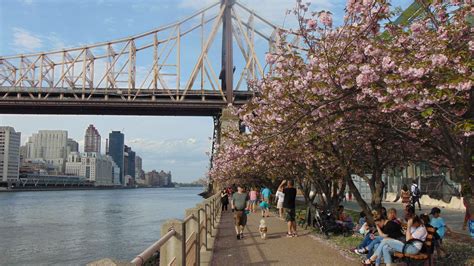 How to Hanami, A Sakura Matsuri Rendezvous - Rendezvous En New York