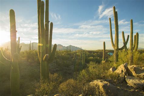 Sonoran Desert in Tucson, AZ | Animals, Plants & Museums