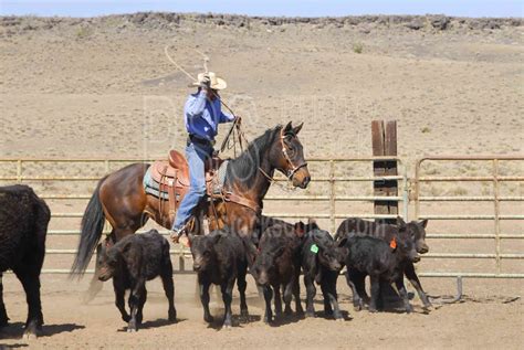 Photo of Cowboys Roping Cattle by Photo Stock Source - cowboys ...