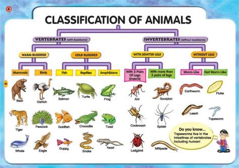 Animal Classification