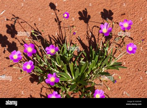 Australian Desert Plants