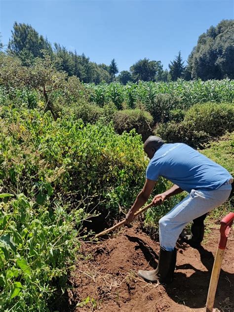 Tree Planting in Kenya