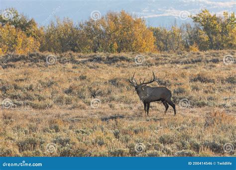 Bull Elk Bugling in Fall in Wyoming Stock Photo - Image of park ...