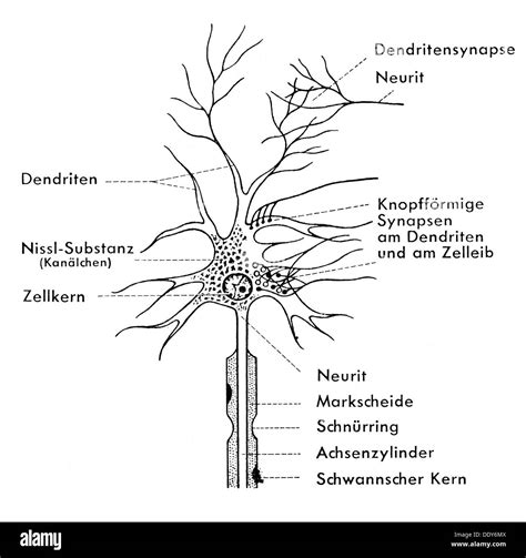 Complete Neuron Cell Diagram