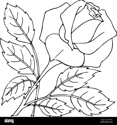 isolated outline drawing of rose flower, graphic, graphic art, clothing ...