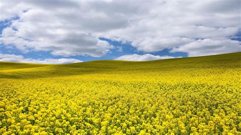 Yellow Canola Field Wallpapers - Wallpaper Cave