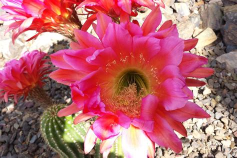 Cactus and Cactus Flowers: Photos From Phoenix, Arizona