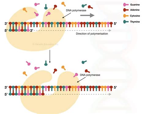 Comparison Between DNA Primer And RNA Primer: