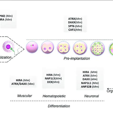 | Histone chaperones in mammalian embryo development. Schematic ...