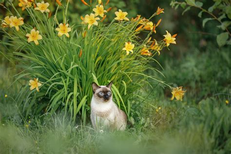 Keep Your Cats Away from Lilies|thirdAGE