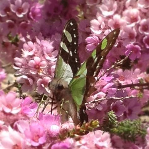 Butterfly at the Australian National Botanic Gardens, Canberra ...