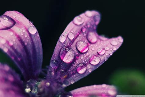 Spring Rain Wallpapers - 4k, HD Spring Rain Backgrounds on WallpaperBat