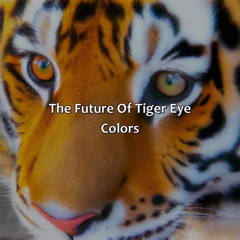 What Color Eyes Do Tigers Have - colorscombo.com