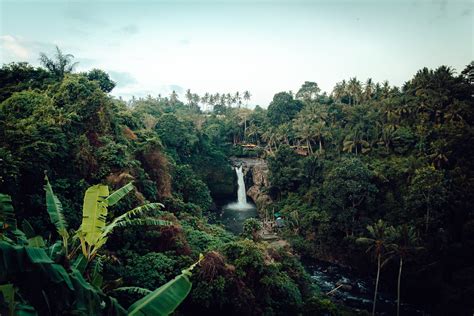 Amazon Rainforest: Threats and Potentials - Topos Magazine