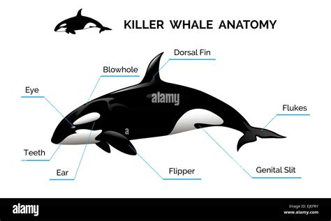 Orca Killer Whale Anatomy