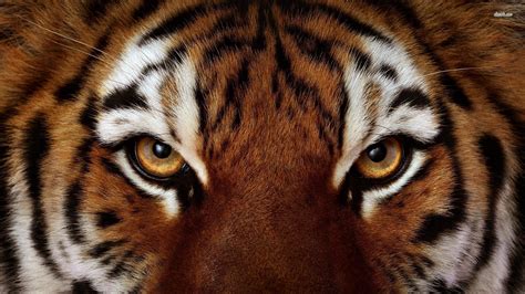 Eye Of The Tiger Wallpapers Group (72+)