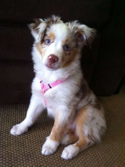 36 Best Images Mini Australian Shepherd Puppies Oregon / Mini Aussies ...