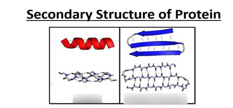 Secondary Structure Of Protein