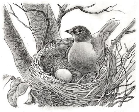 Pencil Drawing Pictures Birds