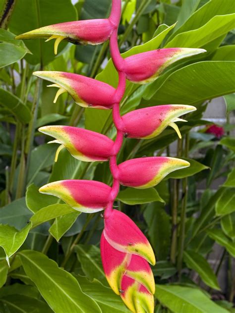 Tropical Garden Plants List – Idalias Salon