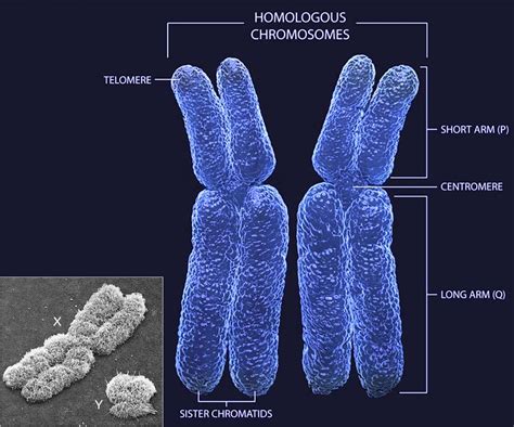 New research has confirmed that the presence of XX sex chromosomes ...